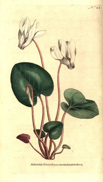 Framed Print : Persian cyclamen, Cyclamen persicum Framed Print : Persian cyclamen, Cyclamen persicum