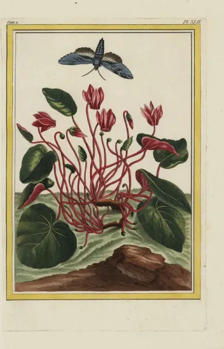 Framed Print : Persian cyclamen, Cyclamen persicum Framed Print : Persian cyclamen, Cyclamen persicum
