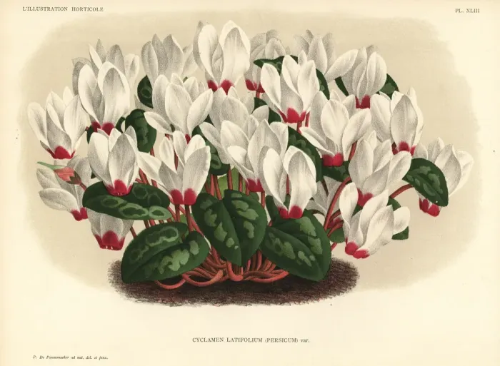 Framed Print : Persian cyclamen, Cyclamen persicum Framed Print : Persian cyclamen, Cyclamen persicum