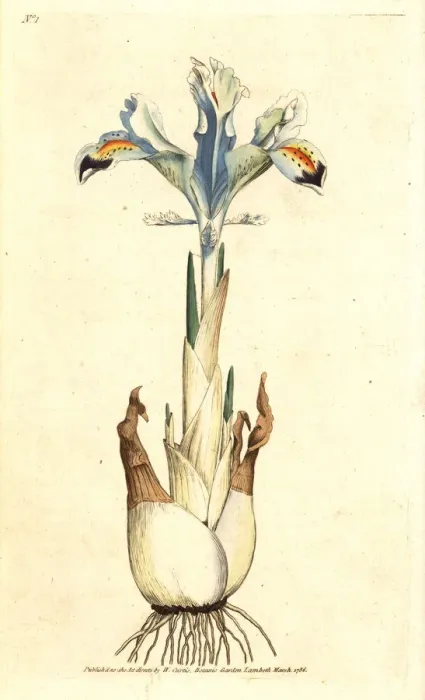 Framed Print : Persian iris, Iris persica Framed Print : Persian iris, Iris persica