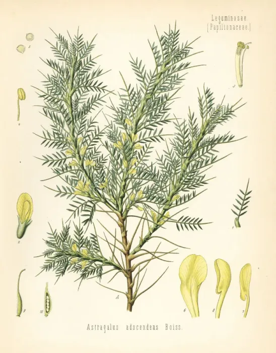 Framed Print : Persian manna or tragacanth, Astracantha adscendens Framed Print : Persian manna or tragacanth, Astracantha adscendens