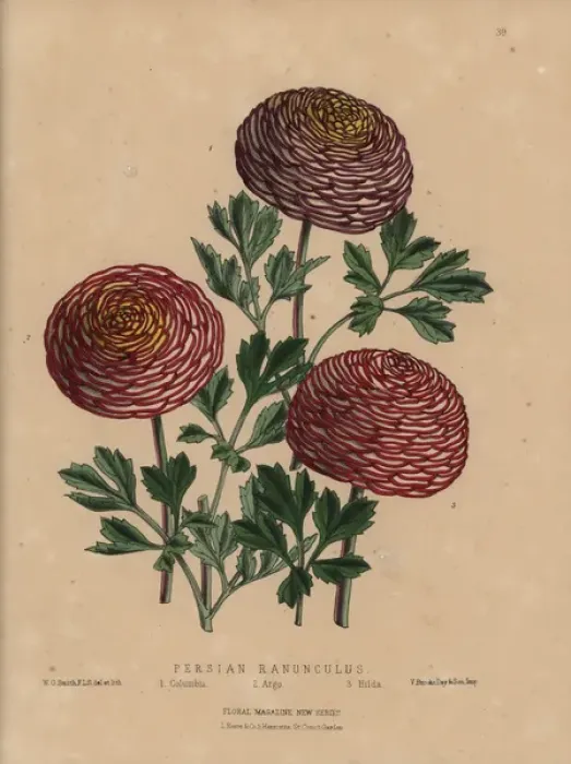Framed Print : Persian ranunculus varieties: Columbus, Argo, and Hilda Framed Print : Persian ranunculus varieties: Columbus, Argo, and Hilda