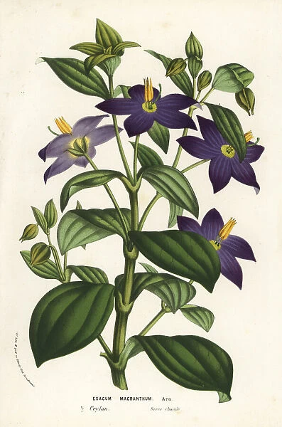 Persian violet, Exacum macranthum. Critically endangered