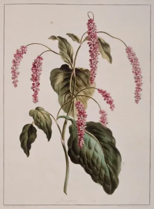 Framed Print : Persicaria sp. knotweed Framed Print : Persicaria sp. knotweed