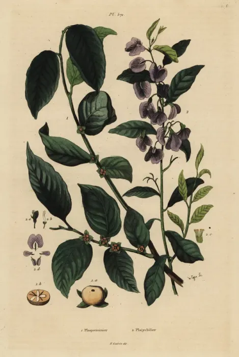 Framed Print : Persimmon fruit and tree hovea Framed Print : Persimmon fruit and tree hovea
