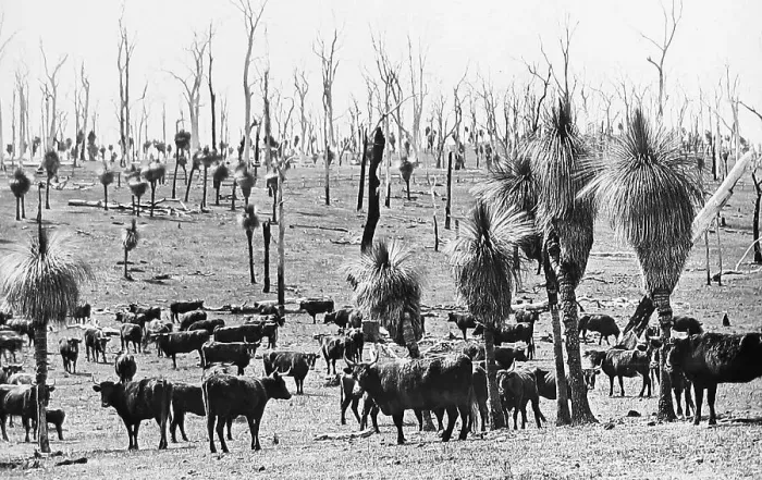 Framed Print : Perth Darling Downs Western Australia before 1900 Framed Print : Perth Darling Downs Western Australia before 1900