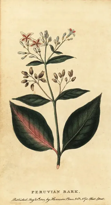 Framed Print : Peruvian bark, Cinchona officinalis Framed Print : Peruvian bark, Cinchona officinalis