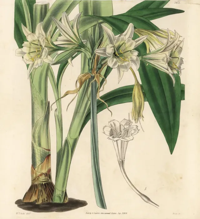 Framed Print : Peruvian daffodil, Ismene pedunculata Framed Print : Peruvian daffodil, Ismene pedunculata