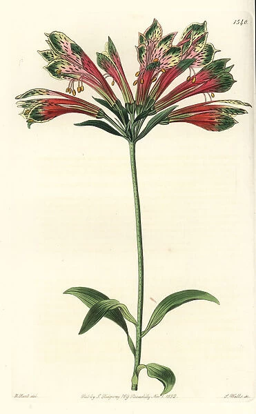 Peruvian lily, Alstroemeria pulchella