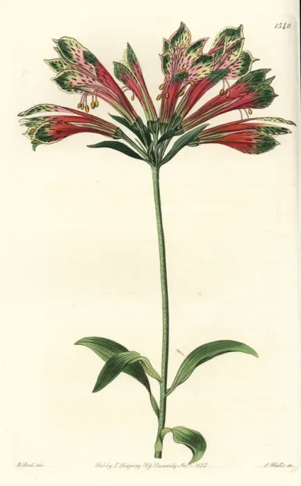 Framed Print : Peruvian lily, Alstroemeria pulchella Framed Print : Peruvian lily, Alstroemeria pulchella