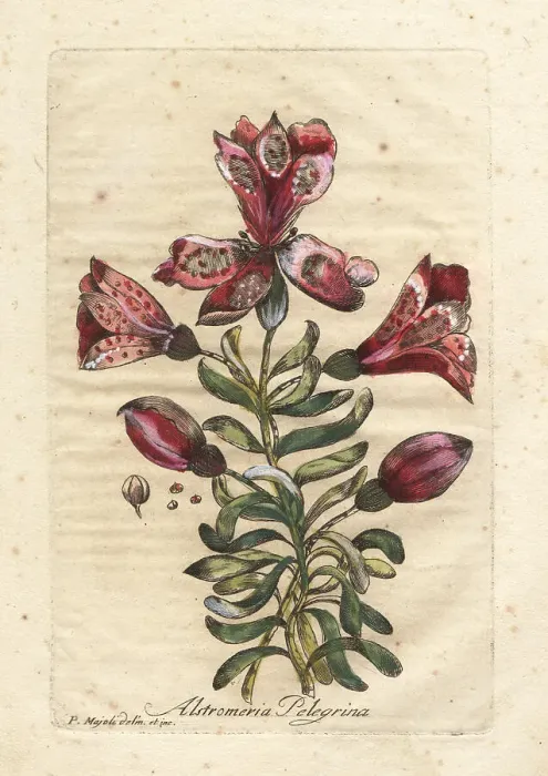 Framed Print : Peruvian lily or Inca lily, Alstromeria pelegrina Framed Print : Peruvian lily or Inca lily, Alstromeria pelegrina