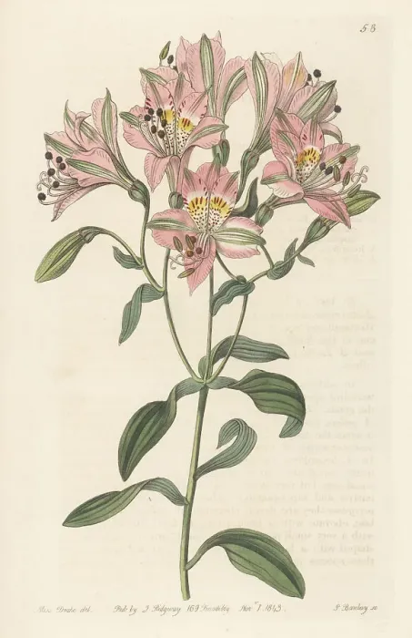 Framed Print : Peruvian lily or lily of the Incas, Alstroemeria chorillensis Framed Print : Peruvian lily or lily of the Incas, Alstroemeria chorillensis
