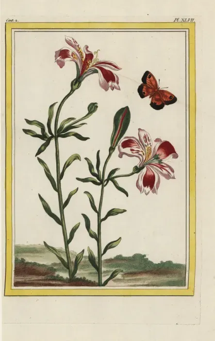 Framed Print : Peruvian lily or lily of the Incas, Alstroemeria species Framed Print : Peruvian lily or lily of the Incas, Alstroemeria species
