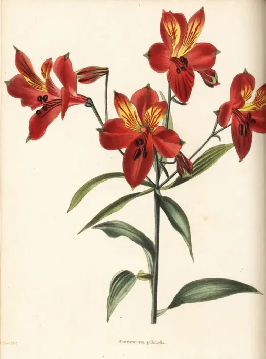 Framed Print : Peruvian lily or parrot flower, Alstroemeria pulchella Framed Print : Peruvian lily or parrot flower, Alstroemeria pulchella