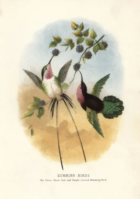 Framed Print : VALUE. Peruvian sheartail, Thaumastura cora, and Purple-throated carib Framed Print : VALUE. Peruvian sheartail, Thaumastura cora, and Purple-throated carib