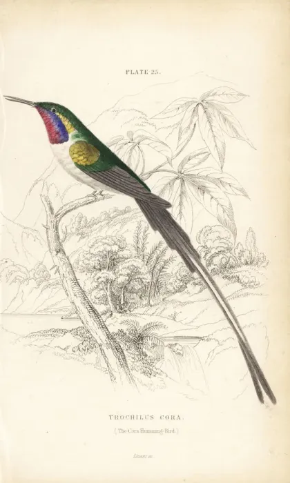 Framed Print : Peruvian sheartail, Thaumastura cora Framed Print : Peruvian sheartail, Thaumastura cora