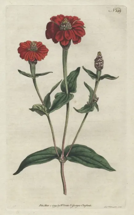 Framed Print : Peruvian zinnia, Zinnia peruviana Framed Print : Peruvian zinnia, Zinnia peruviana