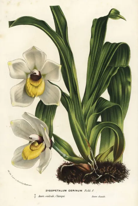 Framed Print : Pescatoria cerina orchid Framed Print : Pescatoria cerina orchid