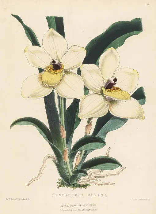Framed Print : Pescatoria cerina orchid Framed Print : Pescatoria cerina orchid