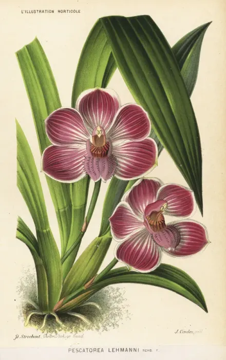 Framed Print : Pescatoria lehmannii orchid, Pescatorea lehmanni