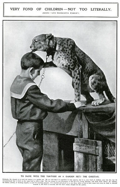 A pet cheetah in Paris, 1909