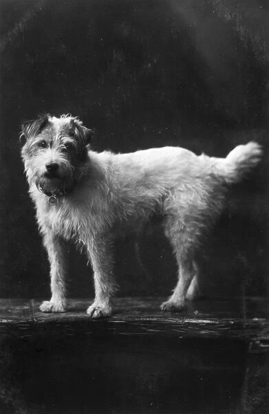 Pet dog of Edward VII, Caesar