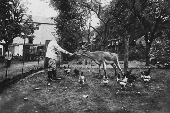 Framed Print : The pet of a French rest camp: a tame stag Framed Print : The pet of a French rest camp: a tame stag