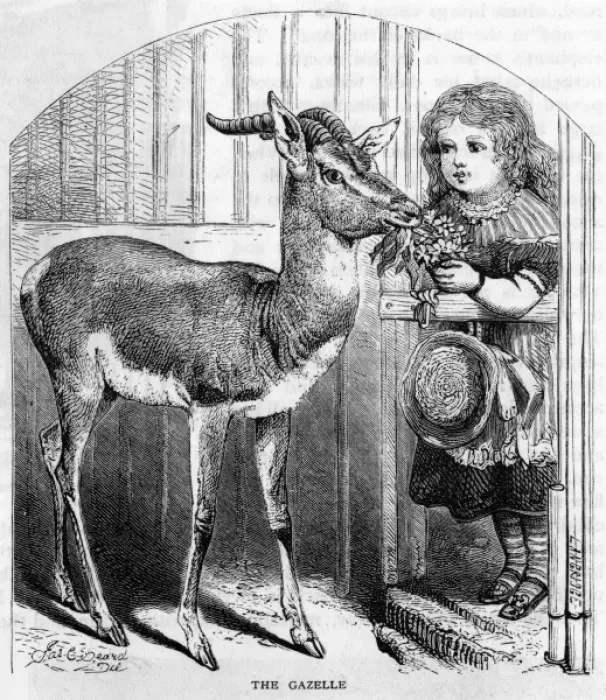 Framed Print : Pet Gazelle - 2