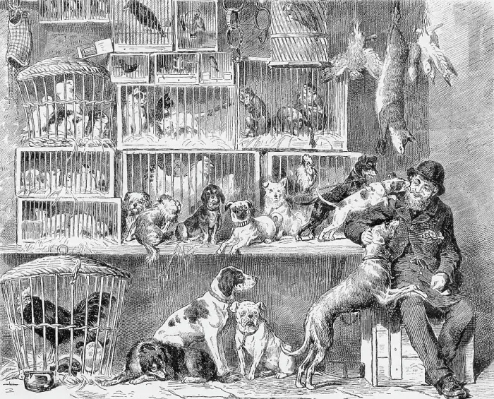 Framed Print : PET SHOP, LONDON Framed Print : PET SHOP, LONDON