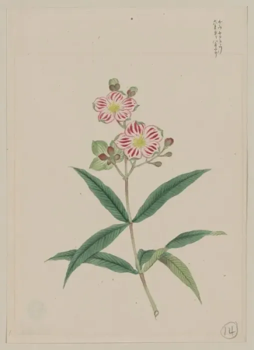 Framed Print : Five petal red-on-white blossoms on stem above two three-lea Framed Print : Five petal red-on-white blossoms on stem above two three-lea