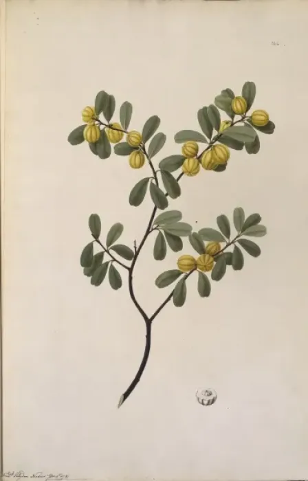 Framed Print : Petalostigma banksii, quinine bush Framed Print : Petalostigma banksii, quinine bush