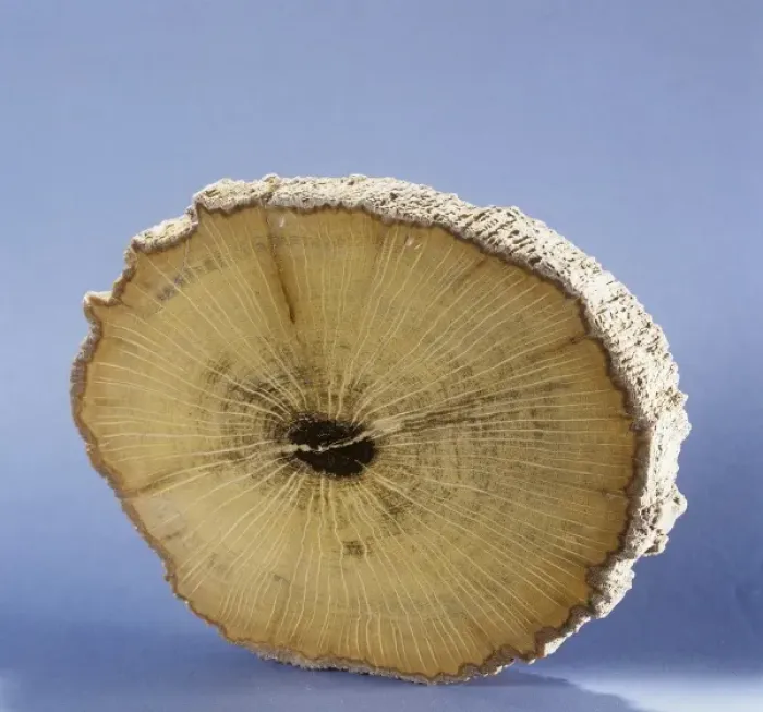 Framed Print : Petrified wood Framed Print : Petrified wood