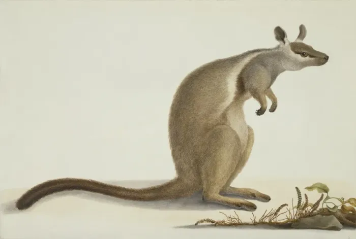 Framed Print : Petrogale inornata, rock wallaby Framed Print : Petrogale inornata, rock wallaby