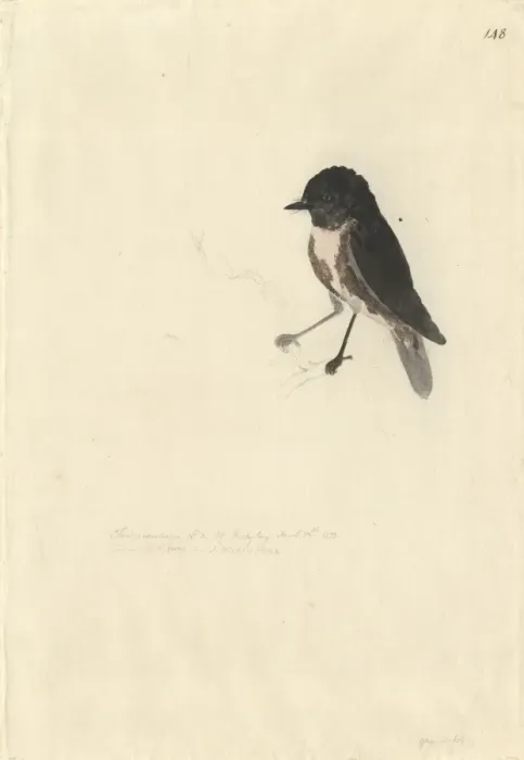 Framed Print : Petroica australis, New Zealand robin Framed Print : Petroica australis, New Zealand robin