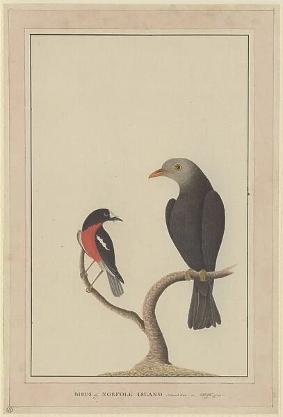 Petroica boodang, scarlet robin, Turdus poliocephalus, islan