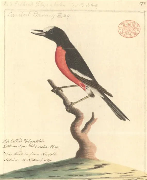 Framed Print : Petroica multicolor, Pacific robin Framed Print : Petroica multicolor, Pacific robin