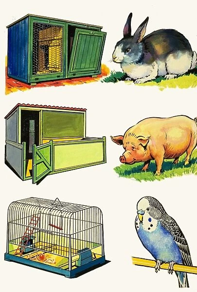 Pets and Their Homes: Rabbit, Pig and Budgerigar