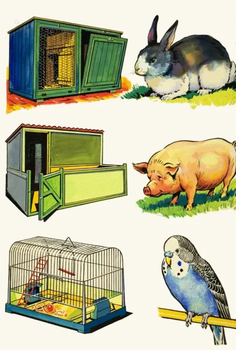 Framed Print : Pets and Their Homes: Rabbit, Pig and Budgerigar Framed Print : Pets and Their Homes: Rabbit, Pig and Budgerigar