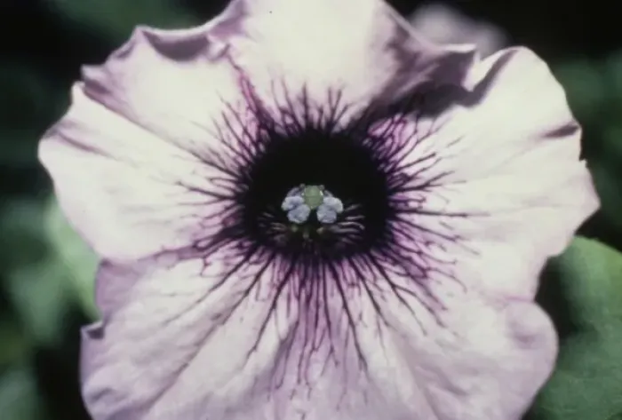 Framed Print : Petunia hybrida, petunia Framed Print : Petunia hybrida, petunia