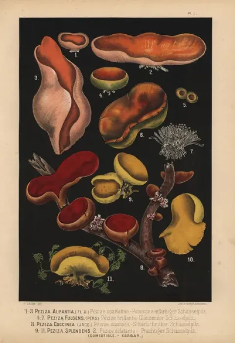 Framed Print : Peziza mushrooms: P aurantia, coccinea, fulgens Framed Print : Peziza mushrooms: P aurantia, coccinea, fulgens