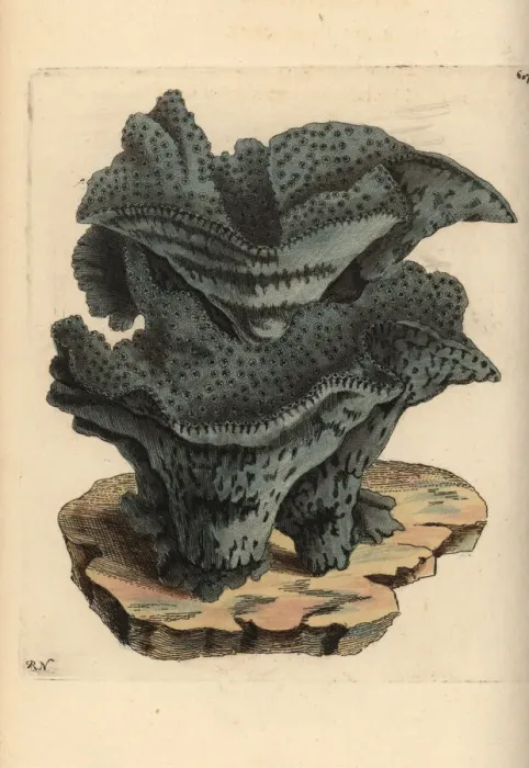 Framed Print : Pezizoid madrepore coral, Madrepora pezizoides Framed Print : Pezizoid madrepore coral, Madrepora pezizoides