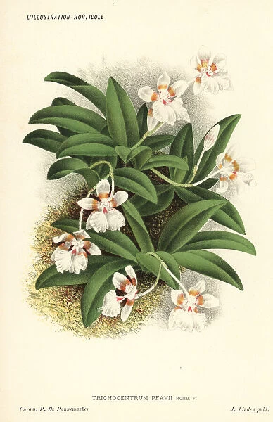 Pfaus trichocentrum orchid, Trichocentrum pfavii