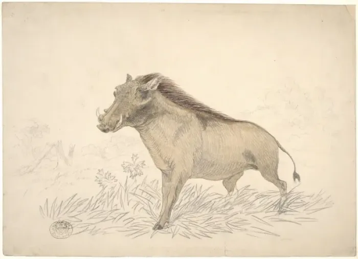 Framed Print : Phacochoerus africanus, common warthog Framed Print : Phacochoerus africanus, common warthog