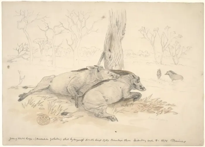 Framed Print : Phacochoerus africanus, common warthog Framed Print : Phacochoerus africanus, common warthog