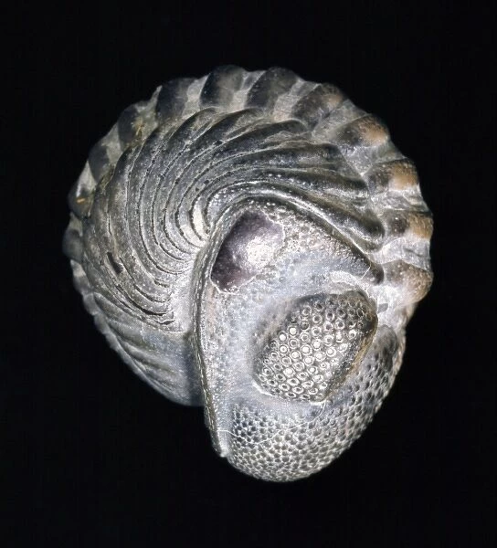 Phacops rana, trilobite