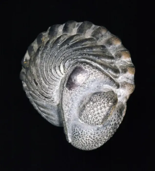 Framed Print : Phacops rana, trilobite Framed Print : Phacops rana, trilobite