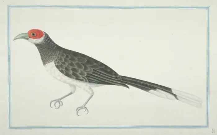 Framed Print : Phaenicophaeus pyrrhocephalus, red-faced malkoha Framed Print : Phaenicophaeus pyrrhocephalus, red-faced malkoha