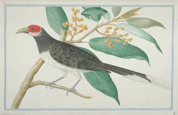 Framed Print : Phaenicophaeus pyrrhocephalus, red-faced malkoha Framed Print : Phaenicophaeus pyrrhocephalus, red-faced malkoha