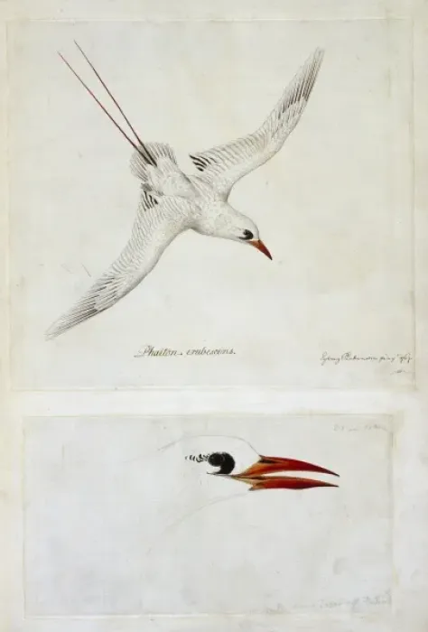 Framed Print : Phaethon rubricauda, red-tailed tropicbird Framed Print : Phaethon rubricauda, red-tailed tropicbird