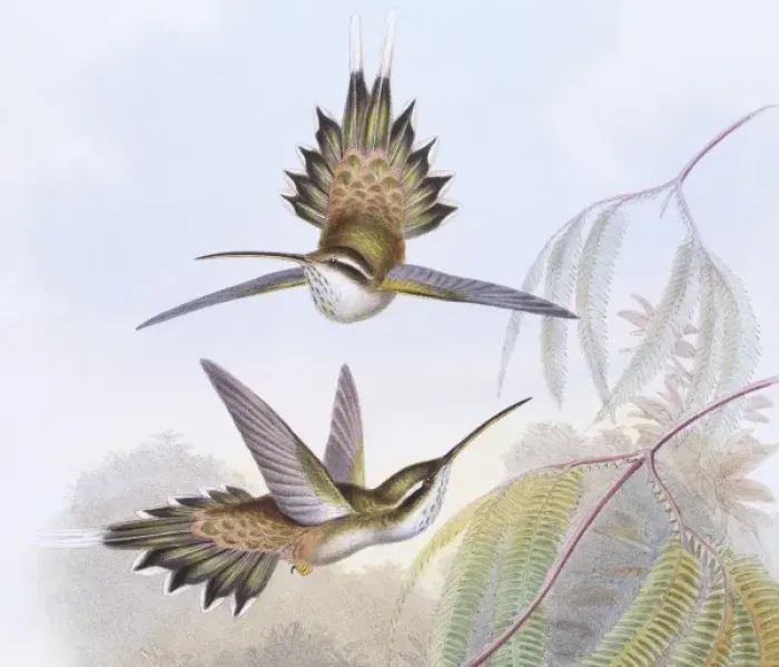 Framed Print : Phaethornis anthophilus, pale-bellied hermit Framed Print : Phaethornis anthophilus, pale-bellied hermit